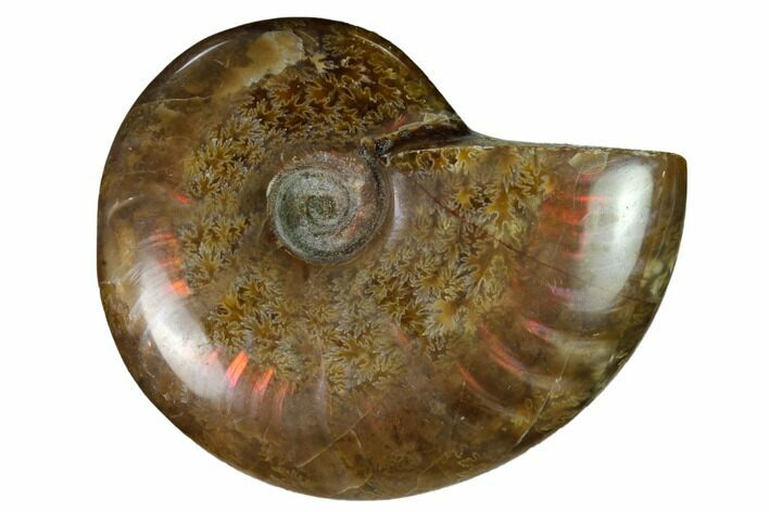 Red Flash Ammonite Fossil - Madagascar #151736